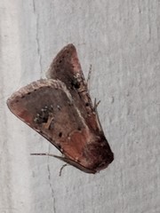 Eucoptocnemis fimbriaris