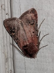 Eucoptocnemis fimbriaris