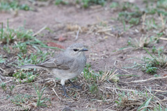 Bradornis microrhynchus
