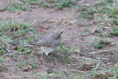 Bradornis microrhynchus