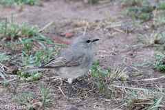 Bradornis microrhynchus