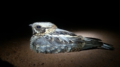 Caprimulgus asiaticus