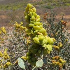 Manochlamys albicans