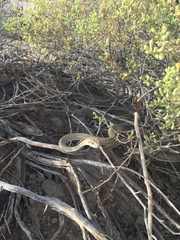 Psammophis schokari