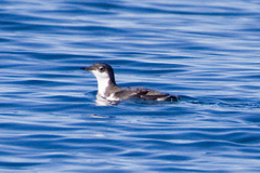 Synthliboramphus scrippsi