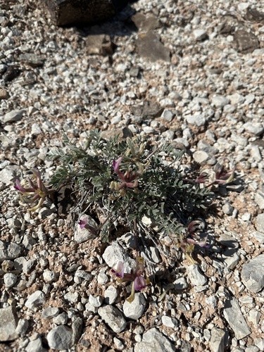 Image of Astragalus cymboides by (c) Matt Berger, some rights reserved (CC BY)
