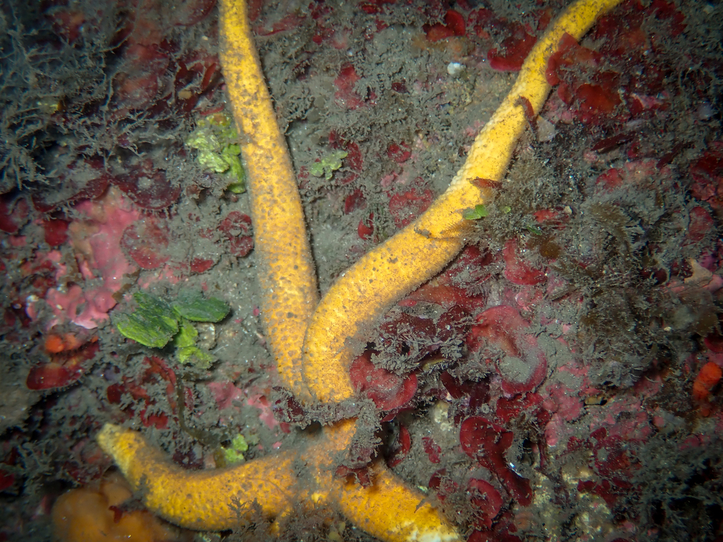 Chaetaster longipes