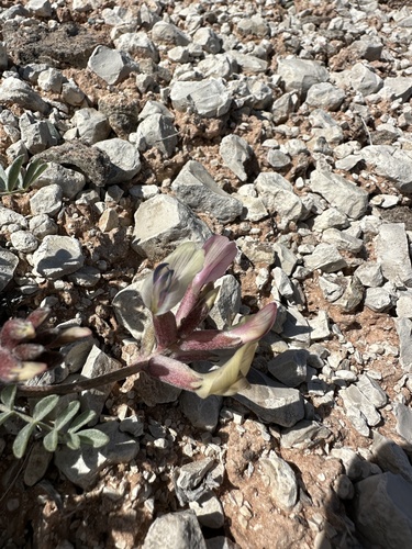 Image of Astragalus cymboides by (c) Matt Berger, some rights reserved (CC BY)