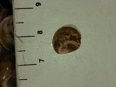 Bostrycapulus aculeatus