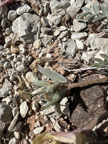 Image of Astragalus cymboides by (c) Matt Berger, some rights reserved (CC BY)