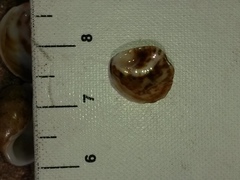 Bostrycapulus aculeatus