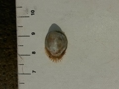 Pilosabia trigona