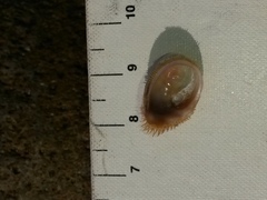 Pilosabia trigona