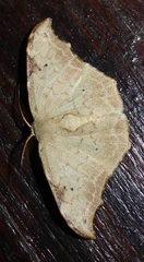 Drepaninae