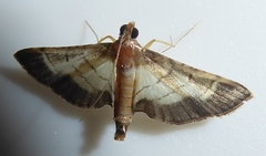 Cnaphalocrocis trebiusalis
