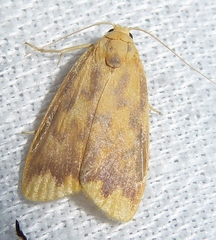 Barsaurea phaeoxanthia