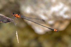 Nososticta impercepta