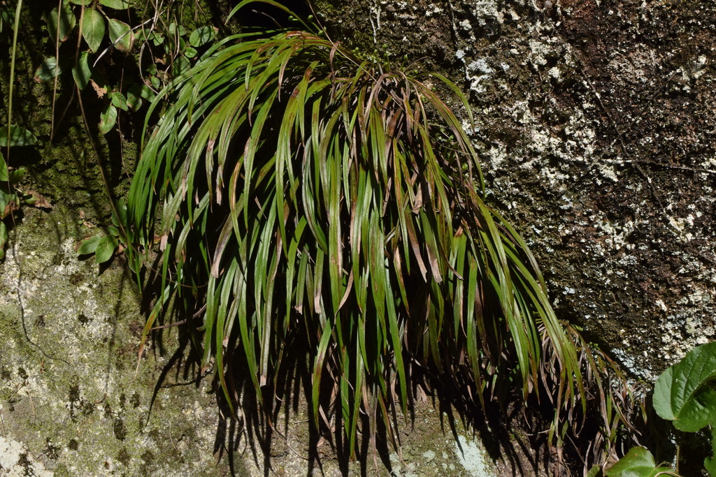 Haplopteris flexuosa