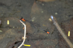 Nososticta impercepta