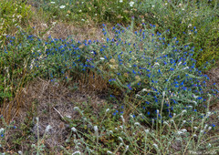 Echium plantagineum