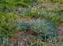 Echium plantagineum
