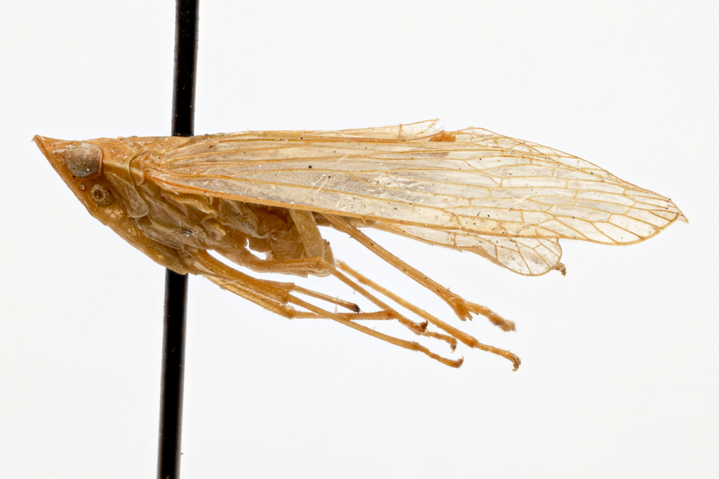 Trimedia viridata