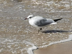 Chroicocephalus ridibundus