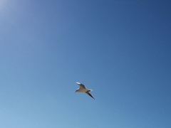 Chroicocephalus ridibundus