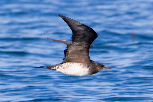 Parasitic Jaeger