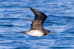 Parasitic Jaeger photo 3