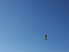 Chroicocephalus ridibundus