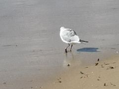 Chroicocephalus ridibundus