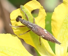 Euthyphasis