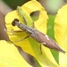 Euthyphasis acuta - Photo no rights reserved, uploaded by corunastylis