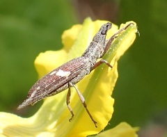 Euthyphasis