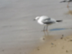 Chroicocephalus ridibundus