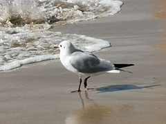 Chroicocephalus ridibundus