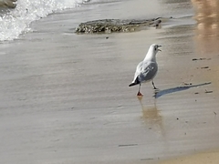 Chroicocephalus ridibundus