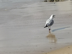 Chroicocephalus ridibundus