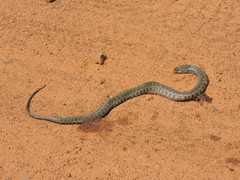 Helicops leopardinus