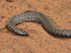 Helicops leopardinus