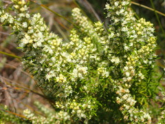 Olearia tubuliflora