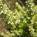 Olearia tubuliflora - Photo (c) Ralph Foster, μερικά δικαιώματα διατηρούνται (CC BY-NC), uploaded by Ralph Foster