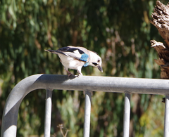 Garrulus glandarius atricapillus