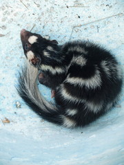 Spilogale angustifrons