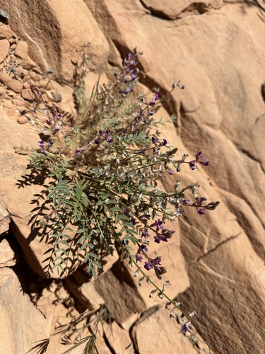 Image of Rimrock Milkvetch (Astragalus desperatus) by (c) Matt Berger, some rights reserved (CC BY)