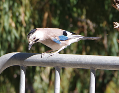 Garrulus glandarius atricapillus