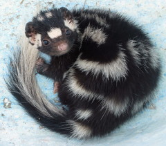 Spilogale angustifrons