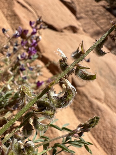Image of Rimrock Milkvetch (Astragalus desperatus) by (c) Matt Berger, some rights reserved (CC BY)