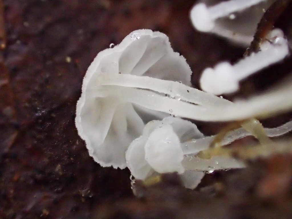 Phloeomana sp. 'CA02'